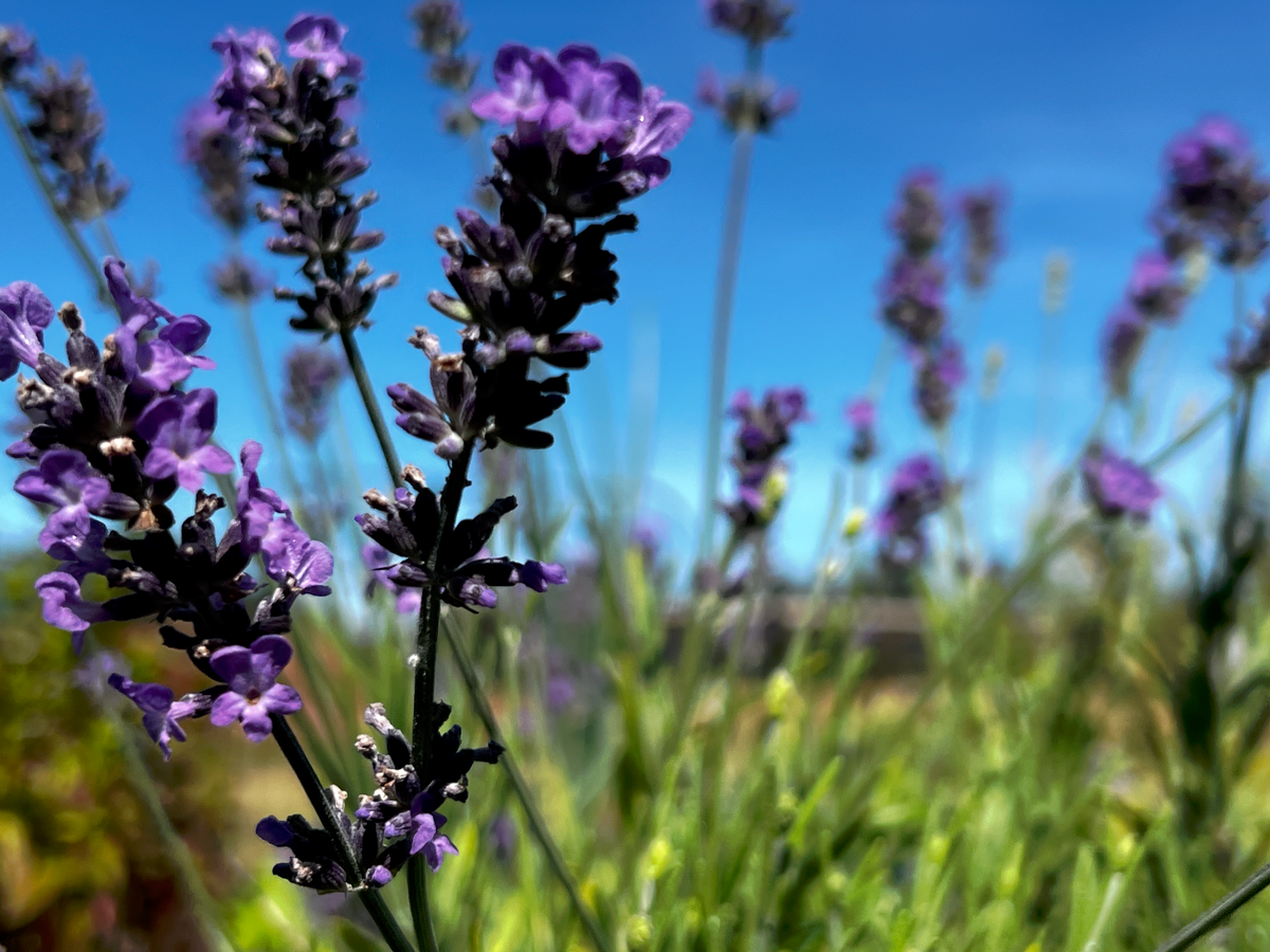 Lavender Collection